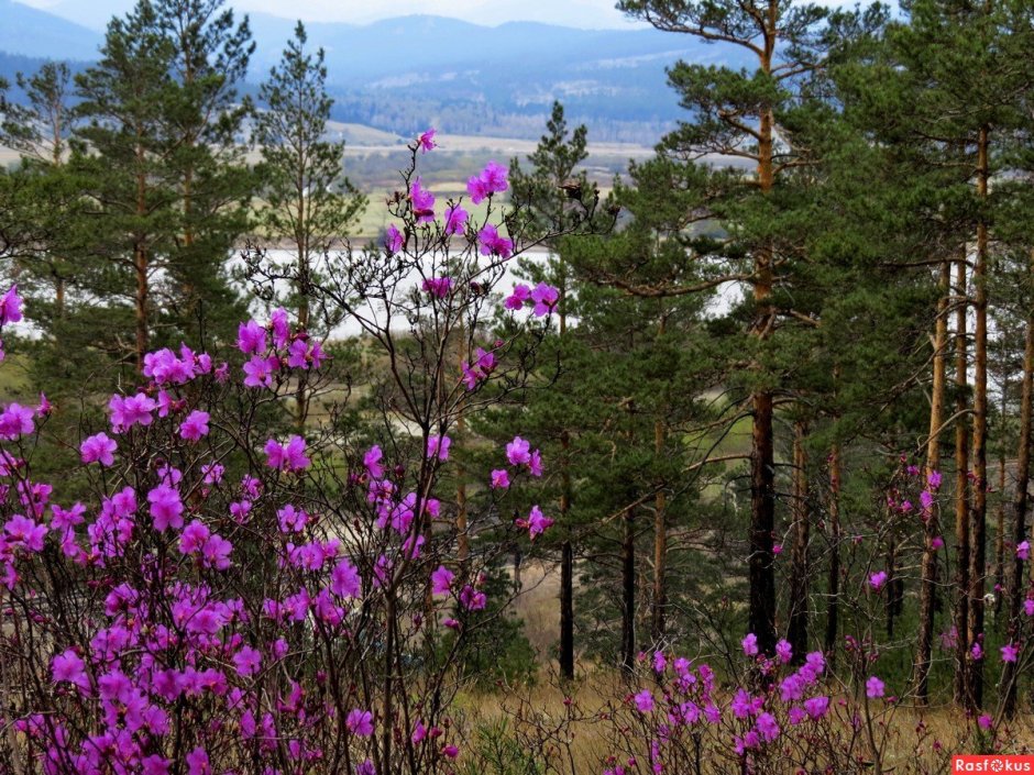 Забайкальский багульник (рододендрон Даурский)