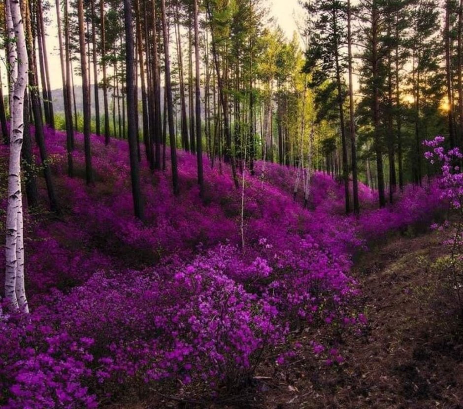Багульник в Забайкалье