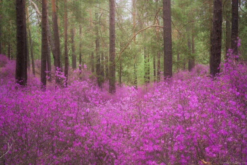 Даурский Элит