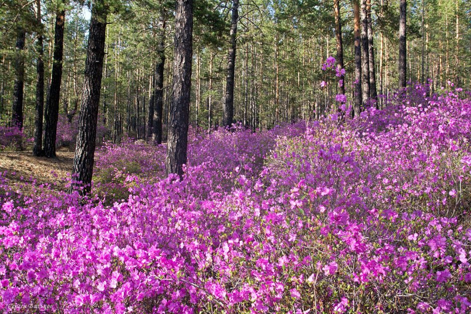 Рододендрон Даурский Забайкалье