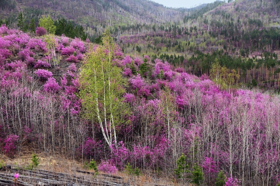 Рододендрон Даурский багульник