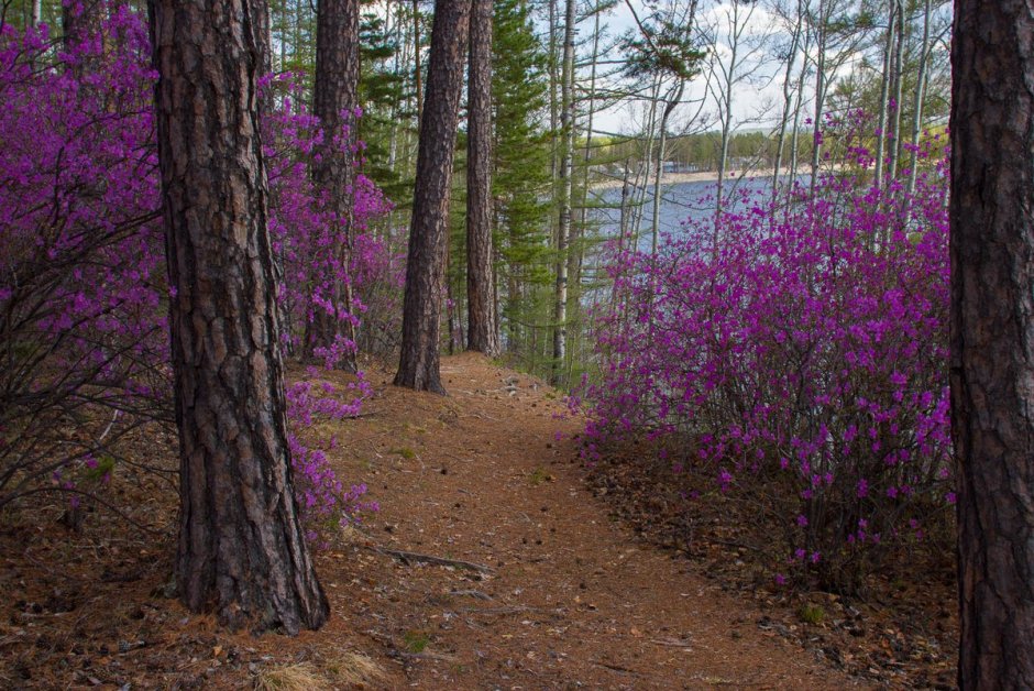 Маральник горный Алтай цветет