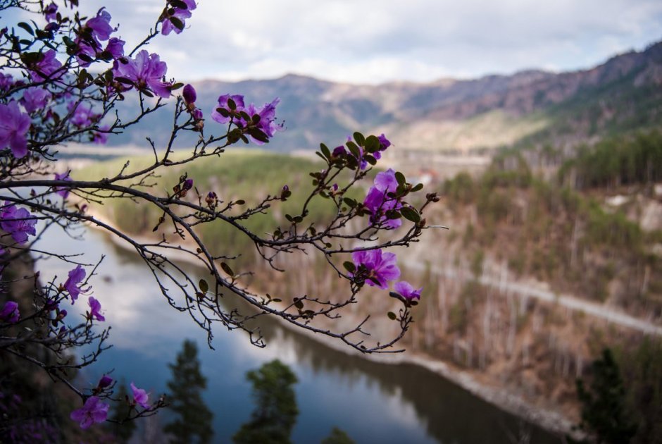 Алтай Катунь цветет маральник