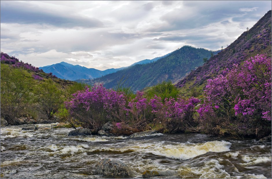 Багульник на Байкале