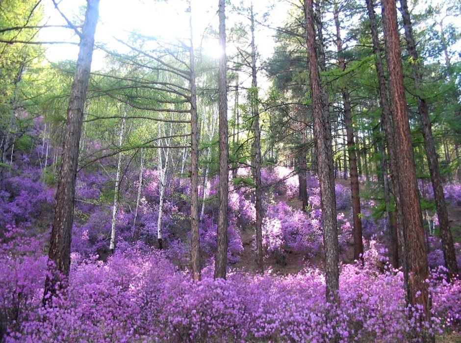 Рододендрон Даурский Забайкалье
