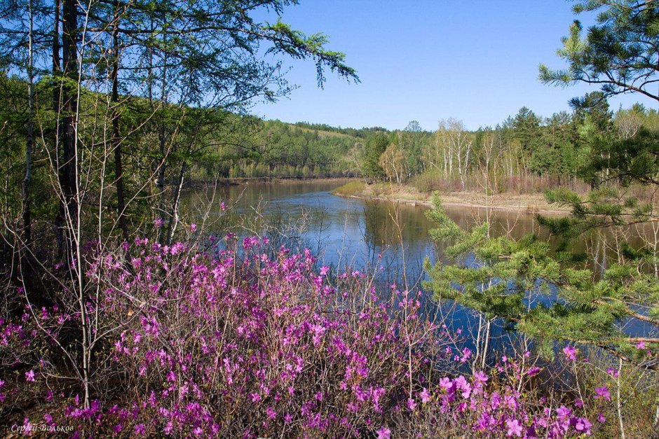Багульник Забайкальский