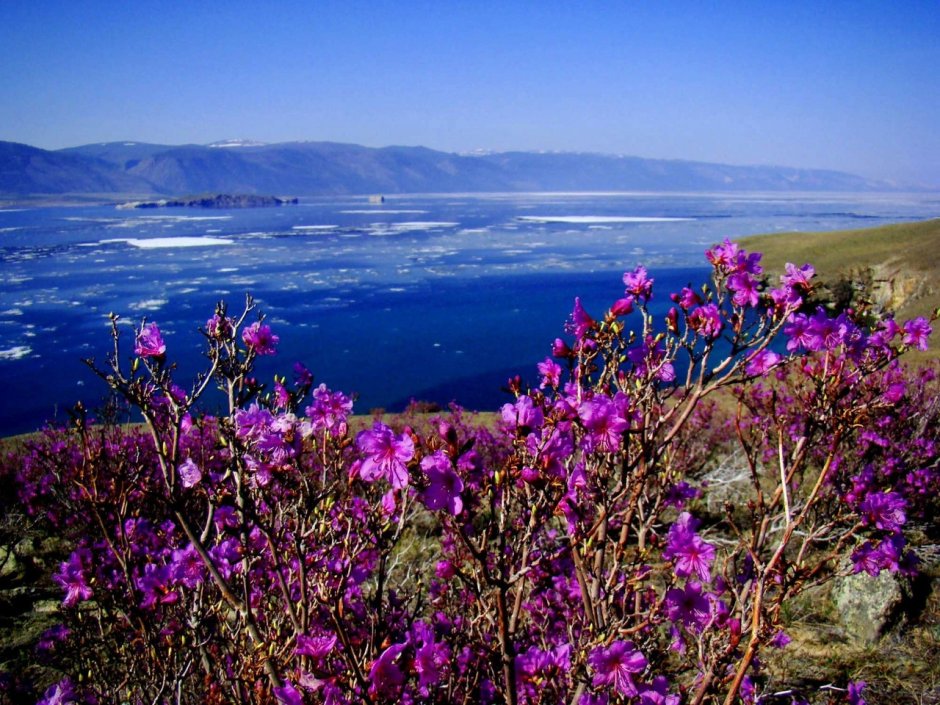 Багульник Забайкальский