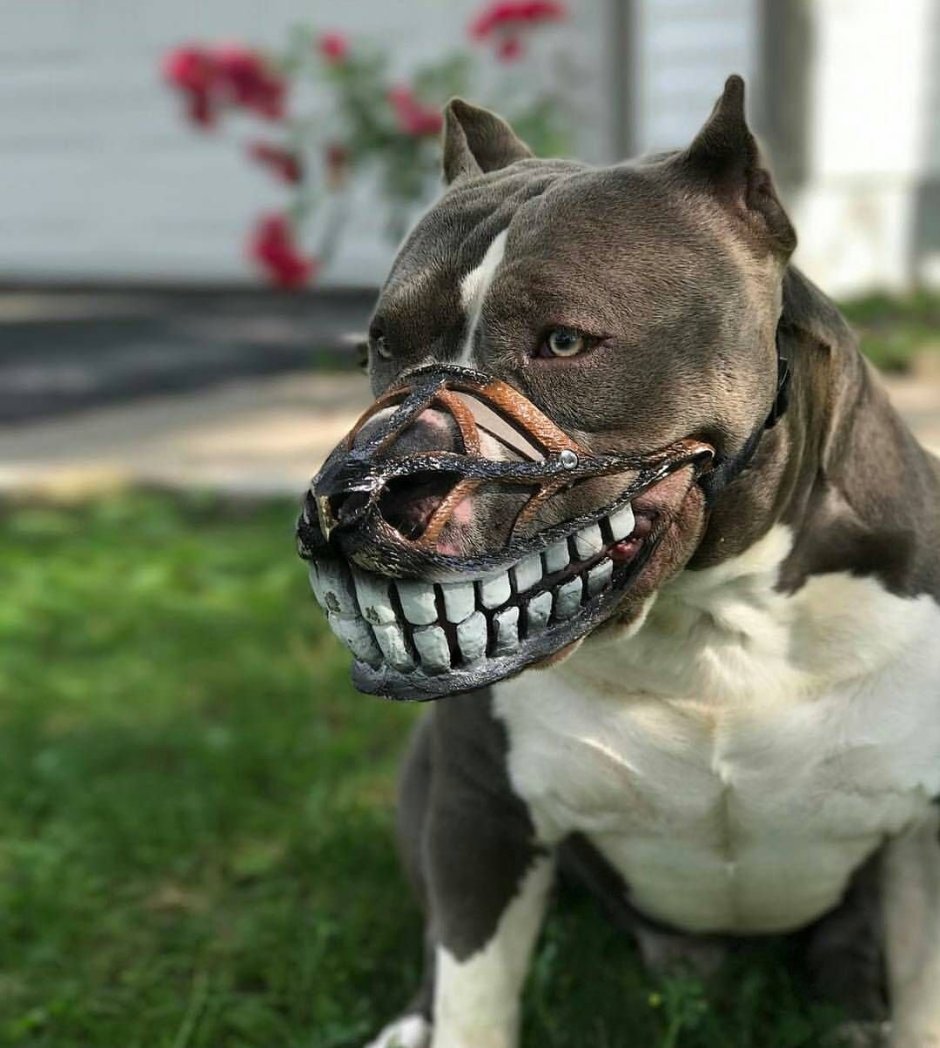 Бойцовский бультерьер убийца