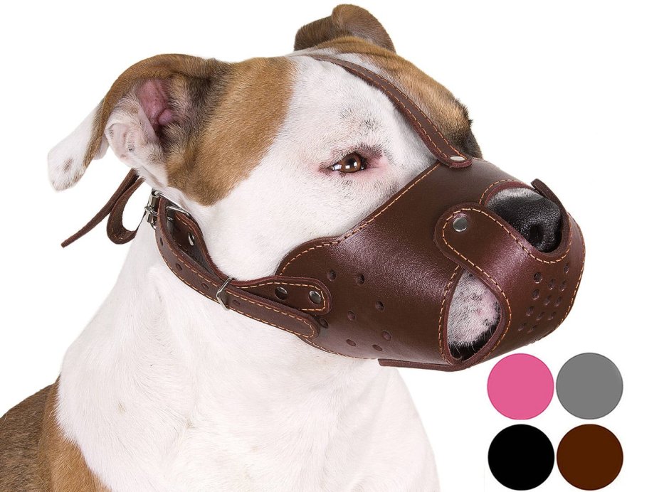 Топовый намордник из кожи для стаффорда