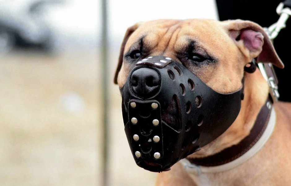 Намордник для английского бульдога