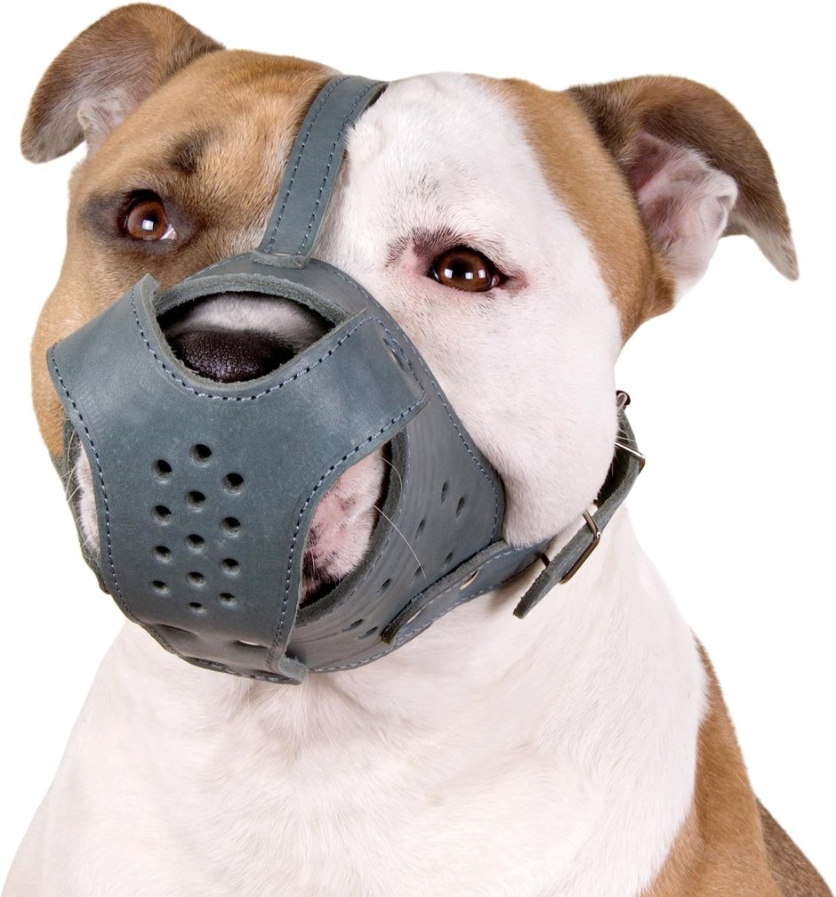 Амстафф в наморднике