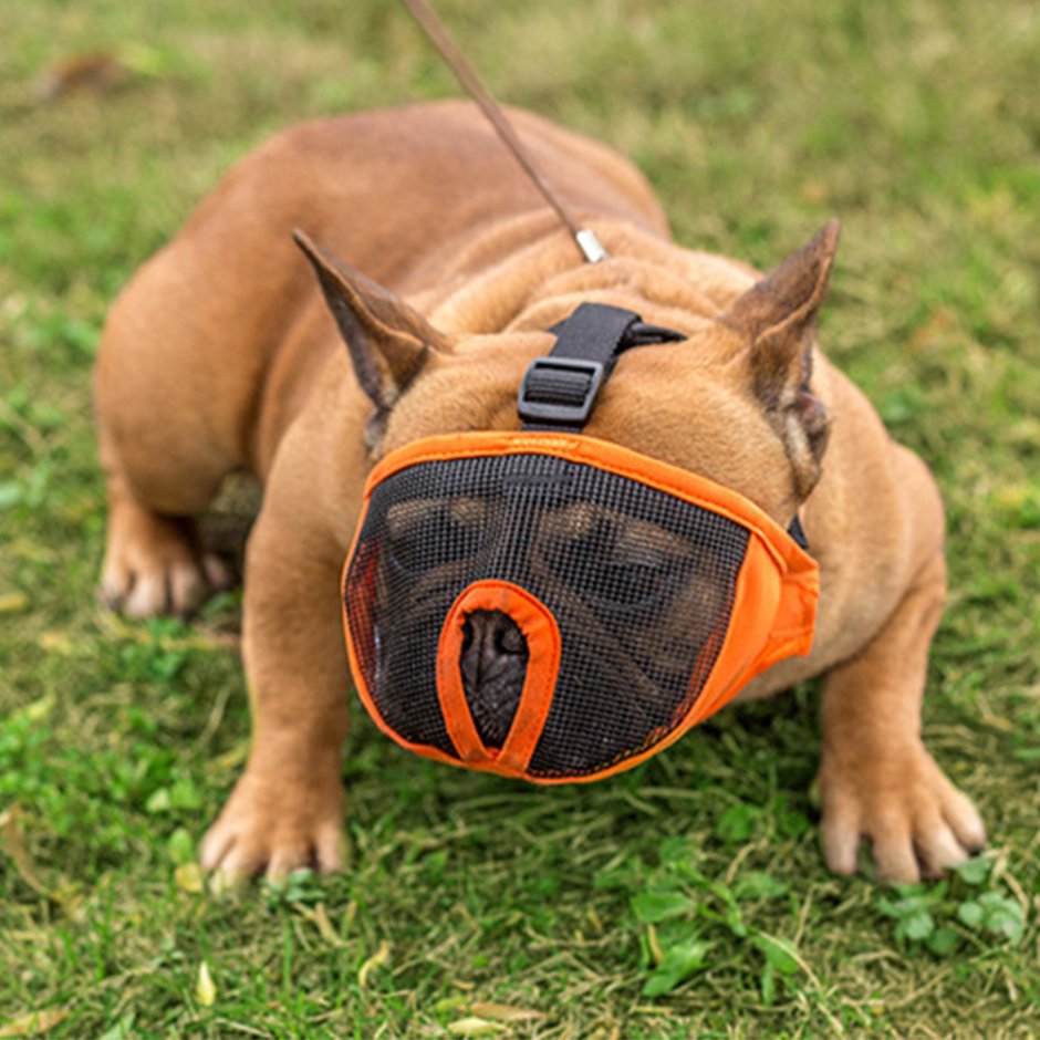 Намордник для французского бульдога