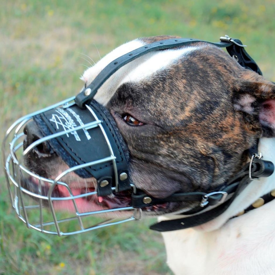 Намордник для американского булли