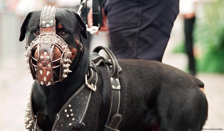 Трикси намордник 17601