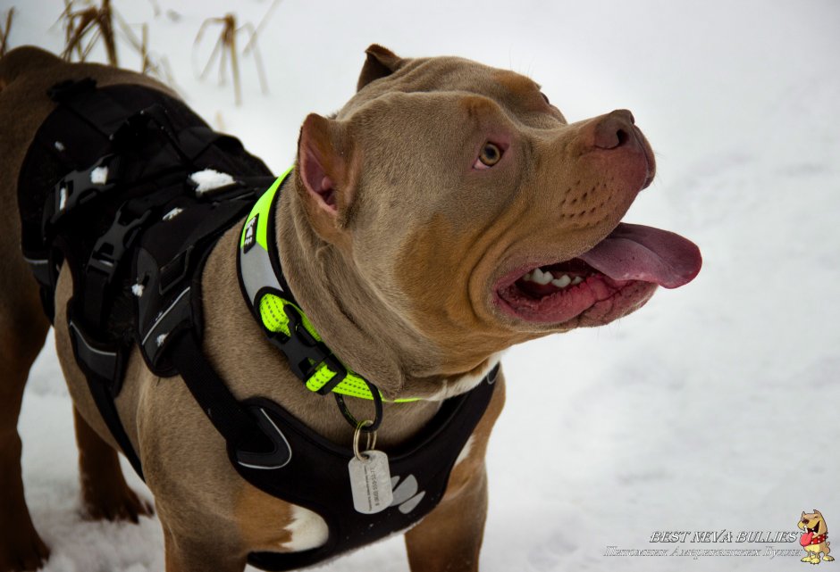 Амстафф в наморднике