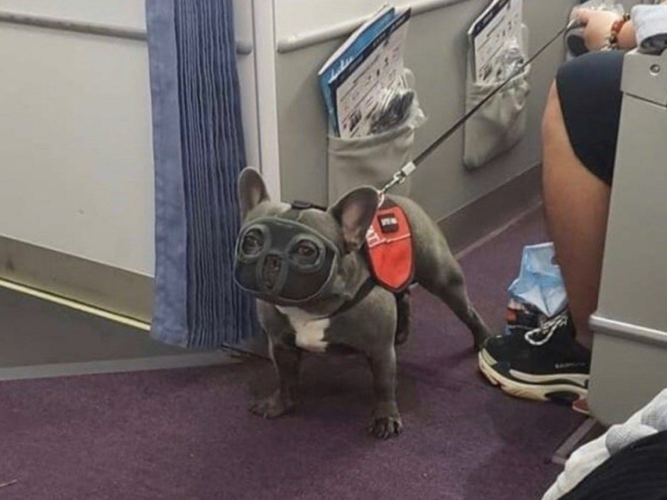 Доберман в страшном наморднике