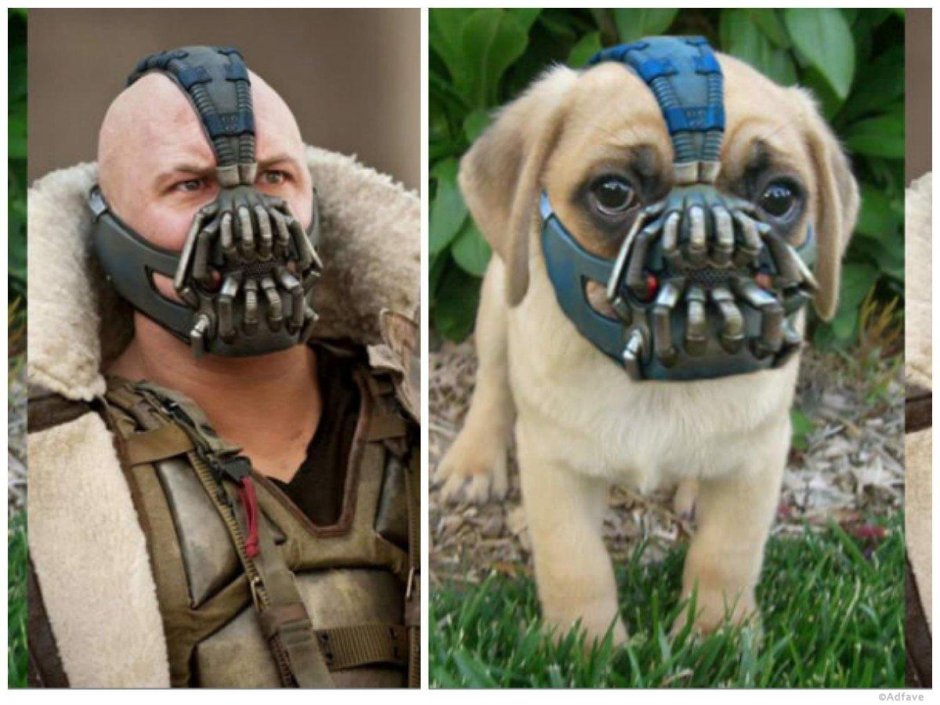 Намордники для собак "оборотень Классик"