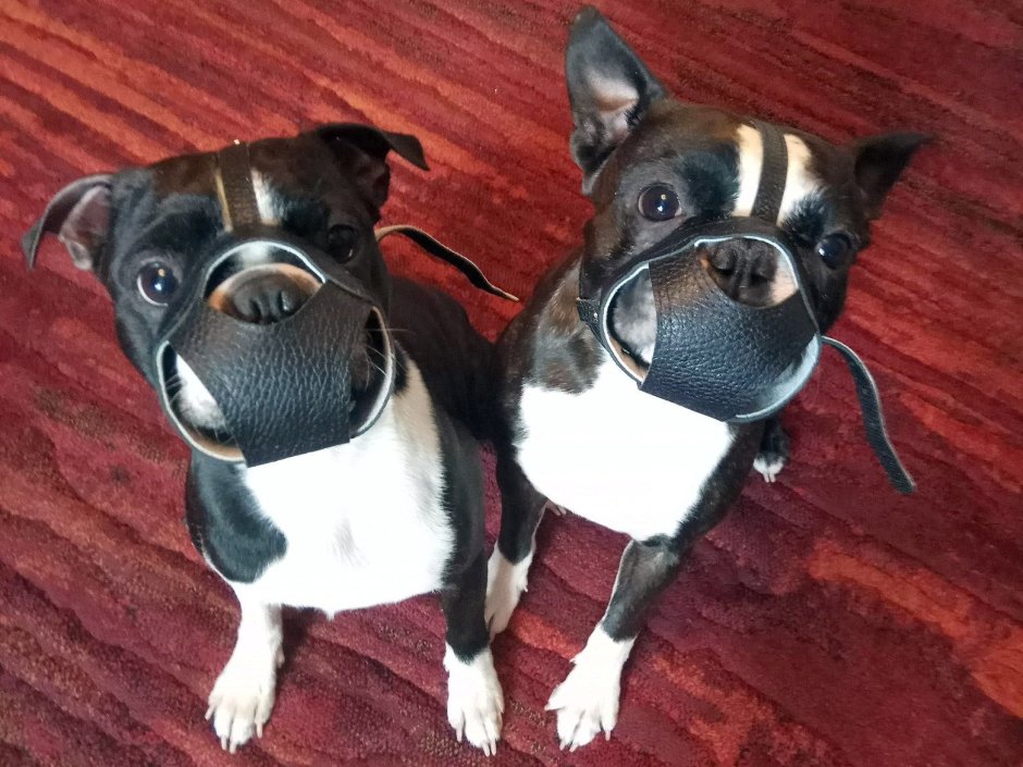 Страшный намордник для собаки