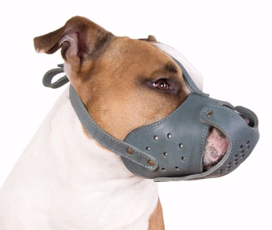 Намордник для французского бульдога