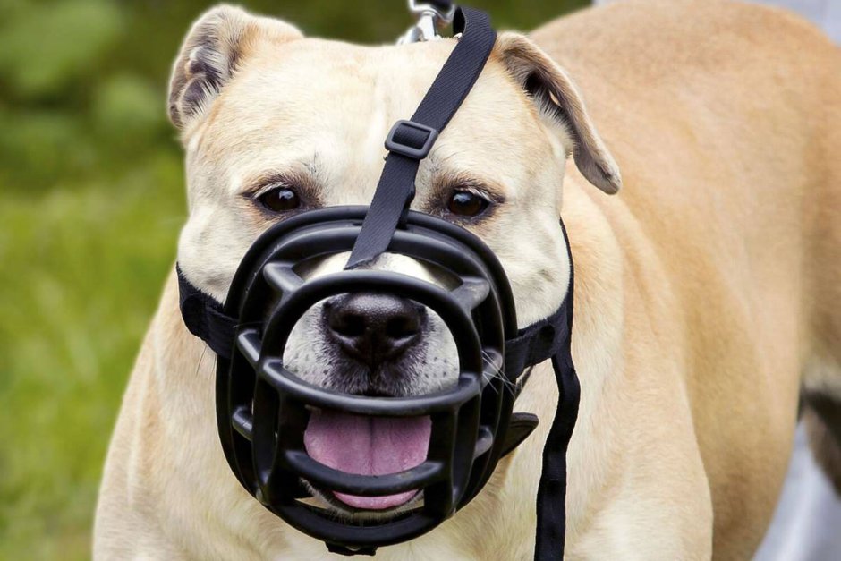 Намордник для собак амстафф