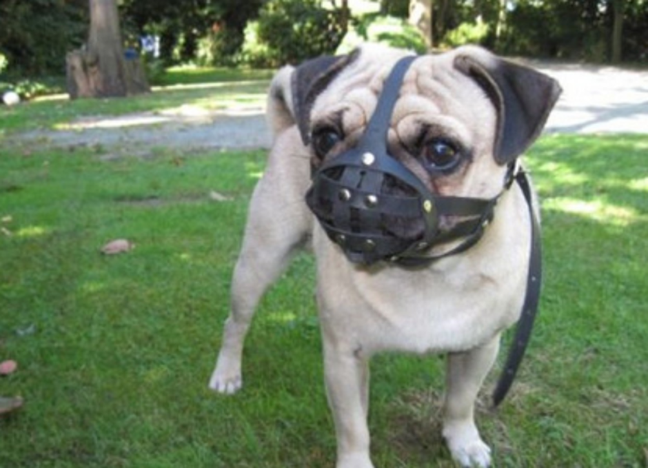 Gappay намордник