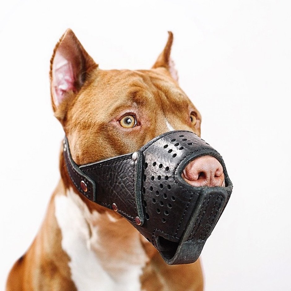 Намордник пит бультеръер 312