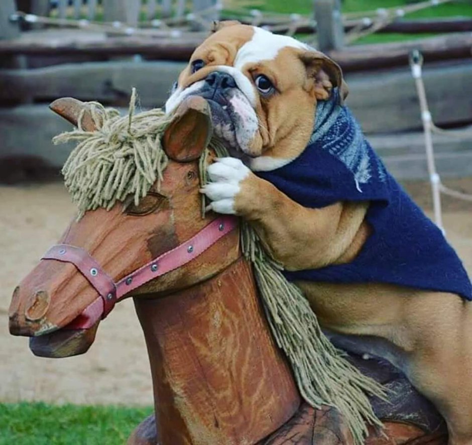 Намордник для МОПСА Ганнибал Лектор