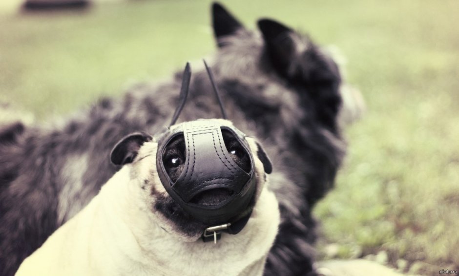 Крокодил на поводке и в наморднике