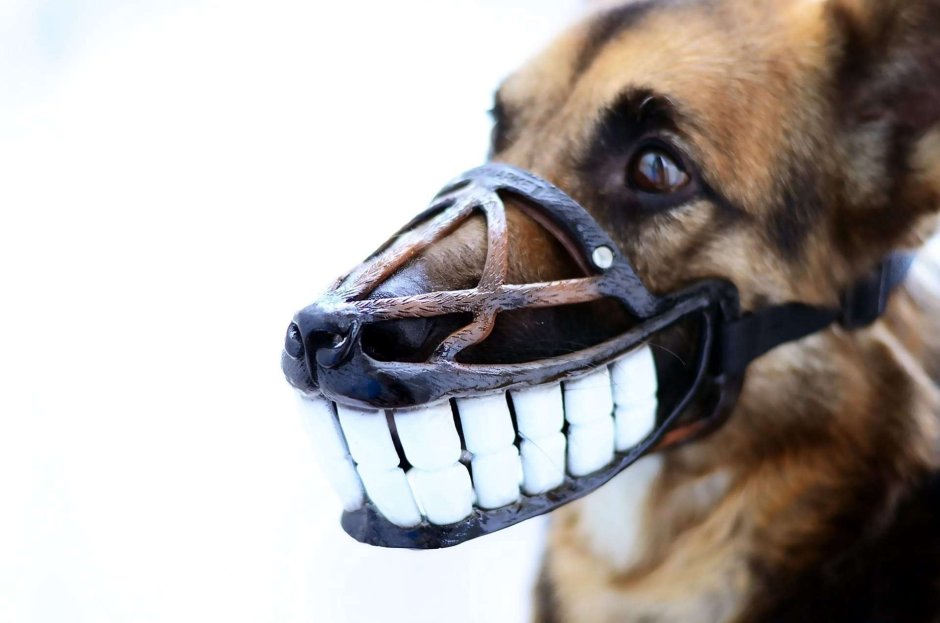 Амстафф в наморднике