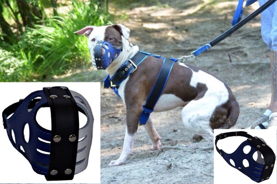 Намордник для гриффона