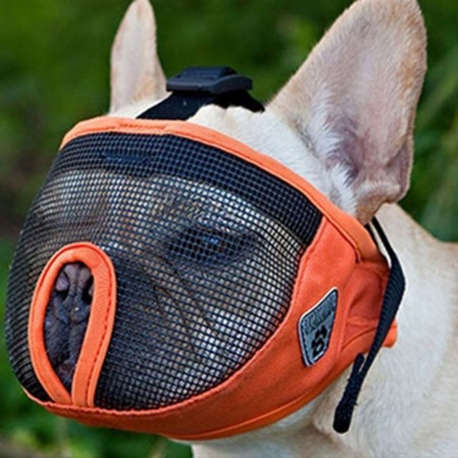 Намордник для французского бульдога прикольные