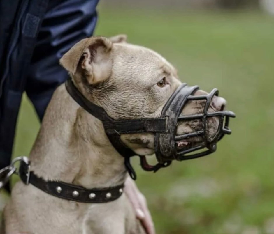 Защита на питбуля