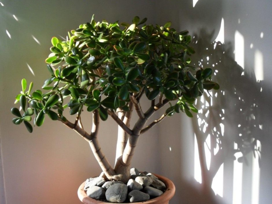 Крассула бонсай