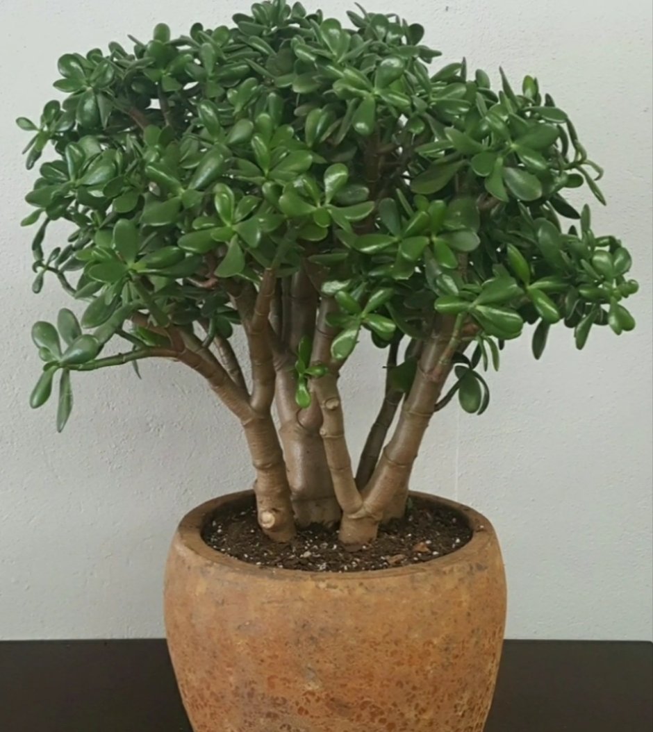 Крассула древовидная