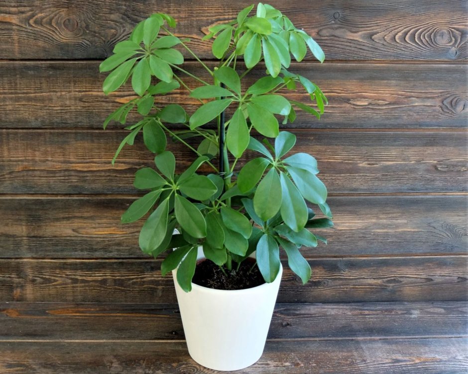 Фикус Шефлера