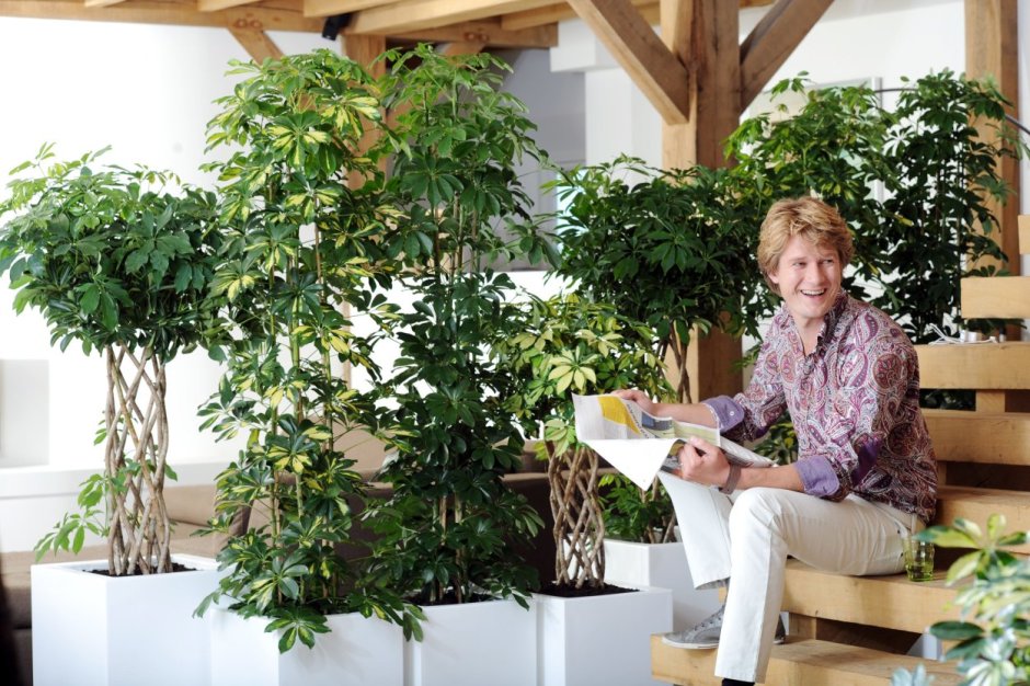 Кофе Арабика растение