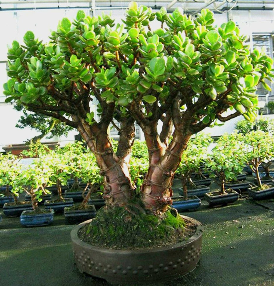 Азалия на штамбе