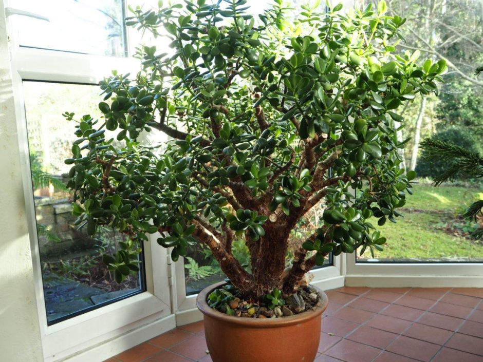 Пахира Акватика цветок