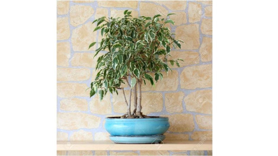 Шеффлера в интерьере