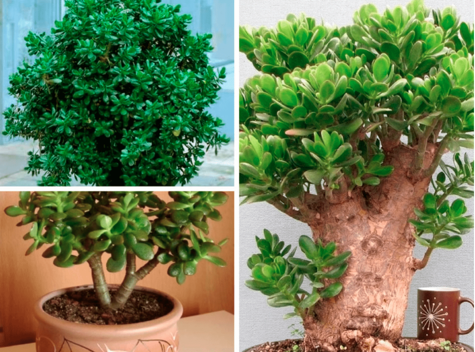 Крассула толстянка денежное дерево