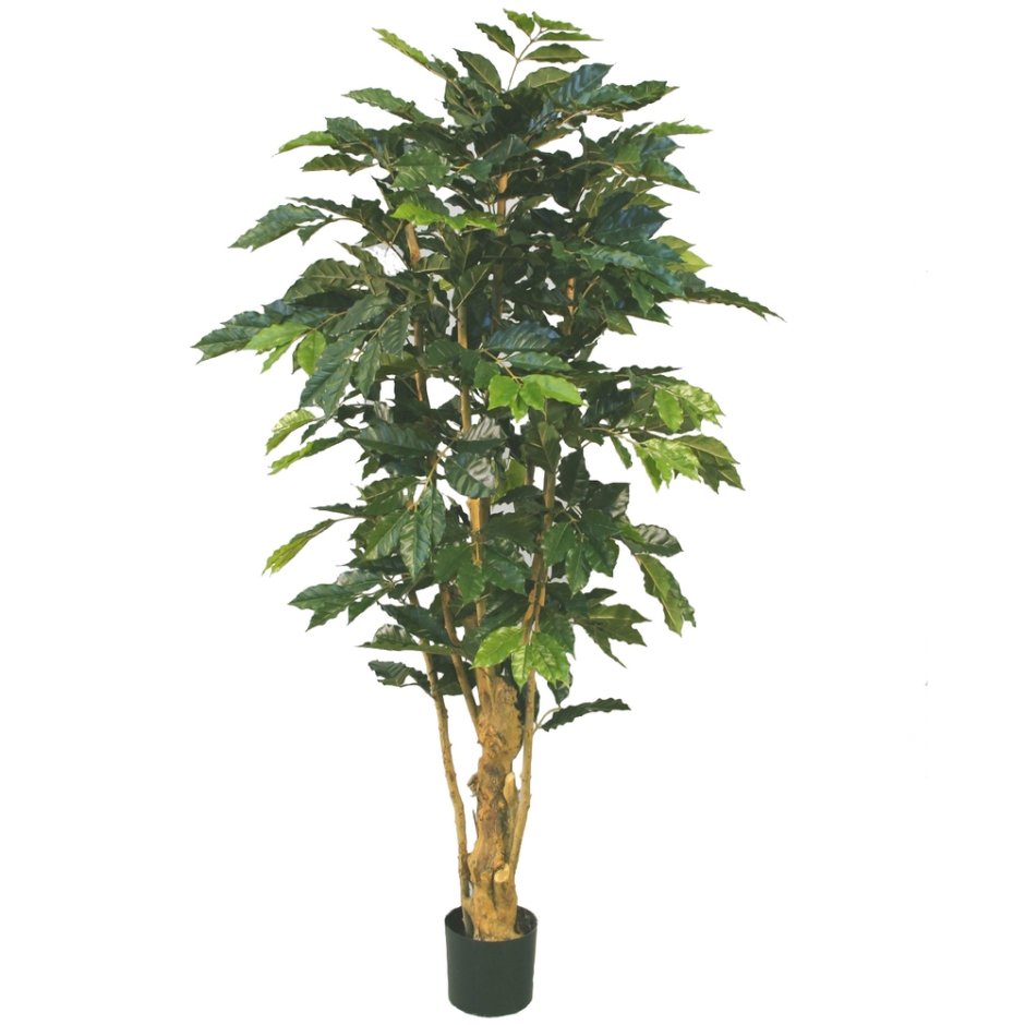 Древовидные комнатные растения