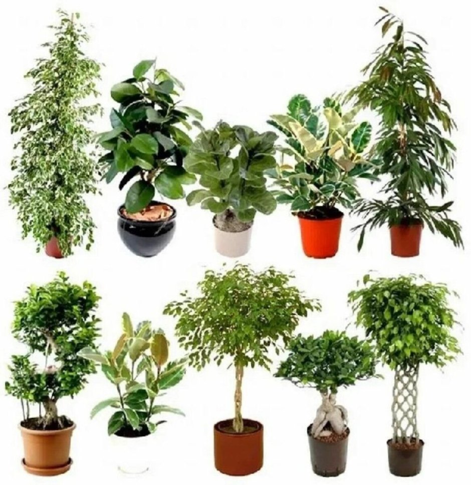 Нолина длиннолистная