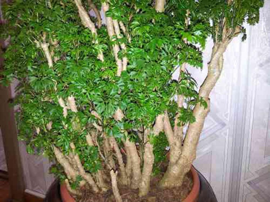 Фикус микрокарпа Гинсенг