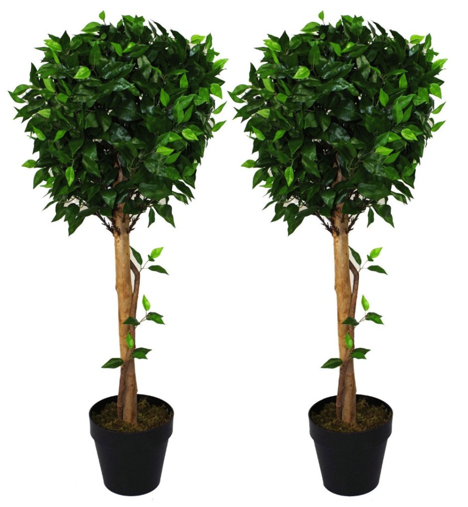 Фикус Бенджамина дерево