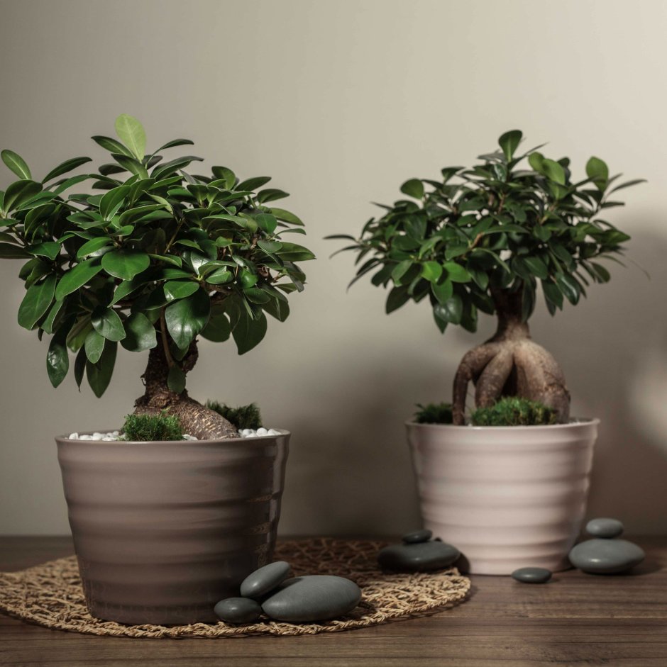 Пахира Акватика