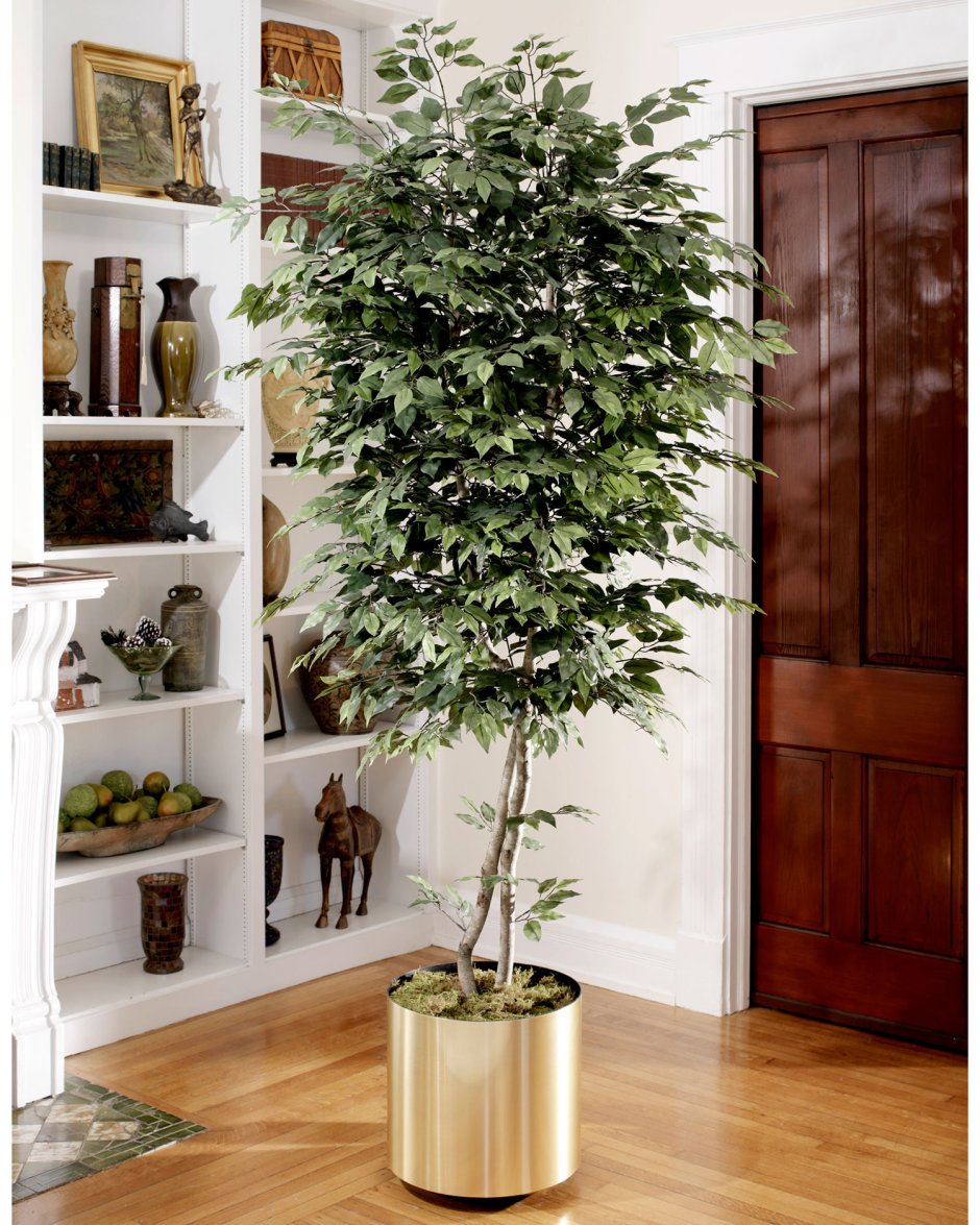 Толстянка Лиана вьющийся