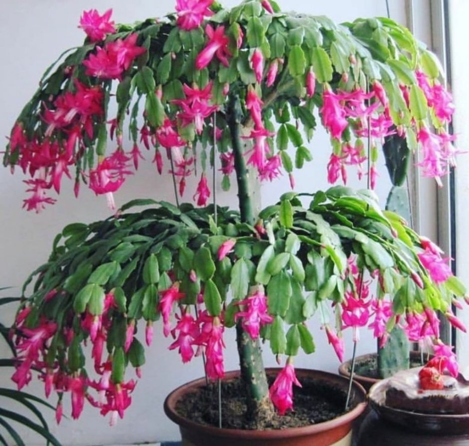 Фикус Бенджамина Анастасия