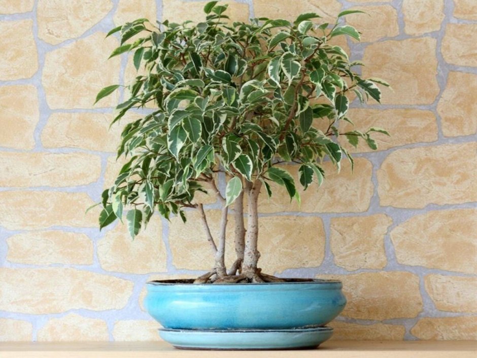 Шеффлера Арборикола