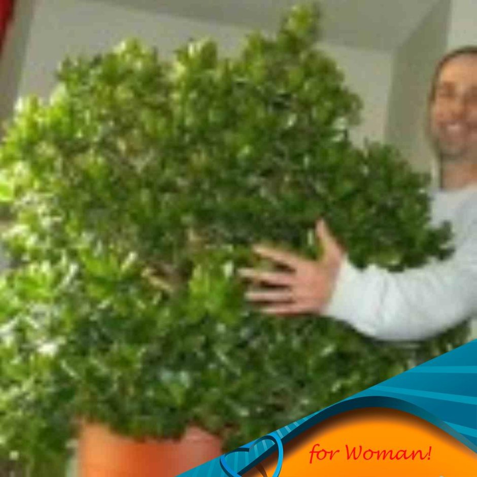 Камелия дерево