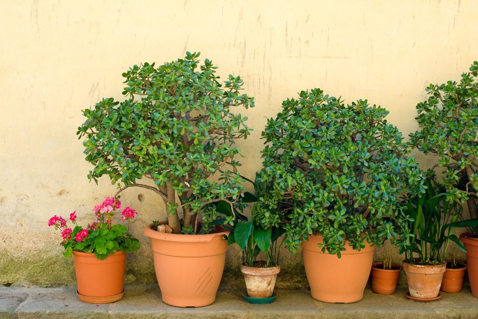 Фикус деревковый